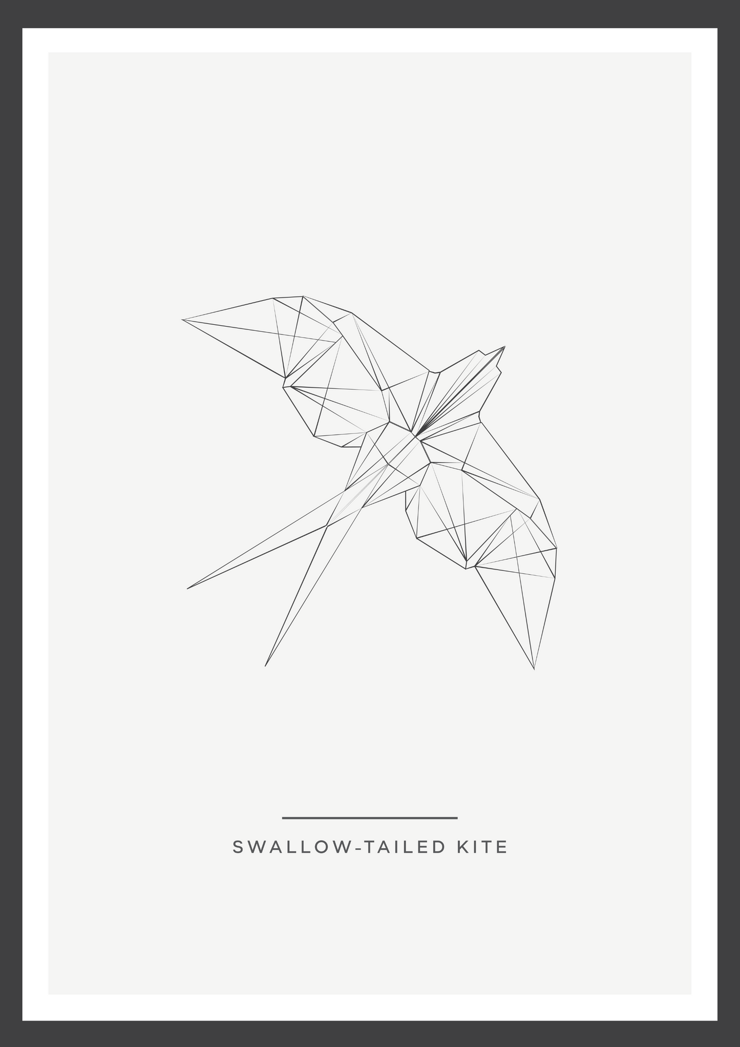 Swallow tailed kite