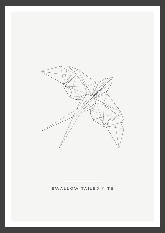 Swallow tailed kite